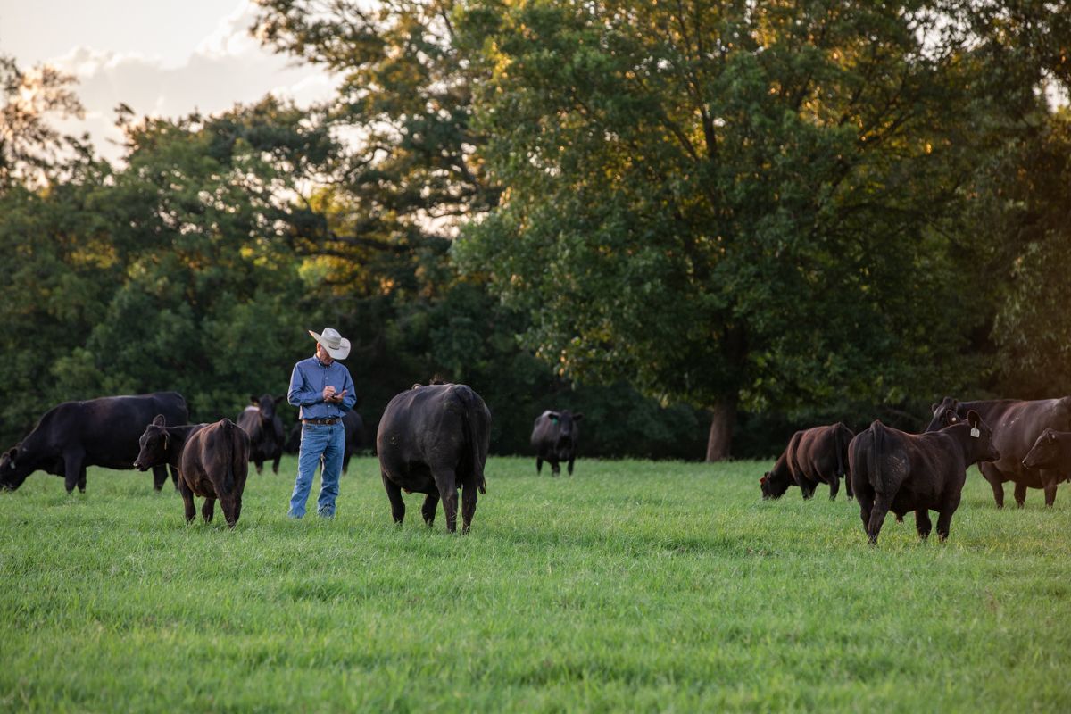 kevin yon checking cows