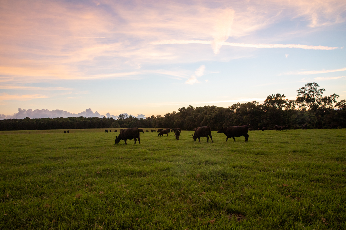 yon cattle in field