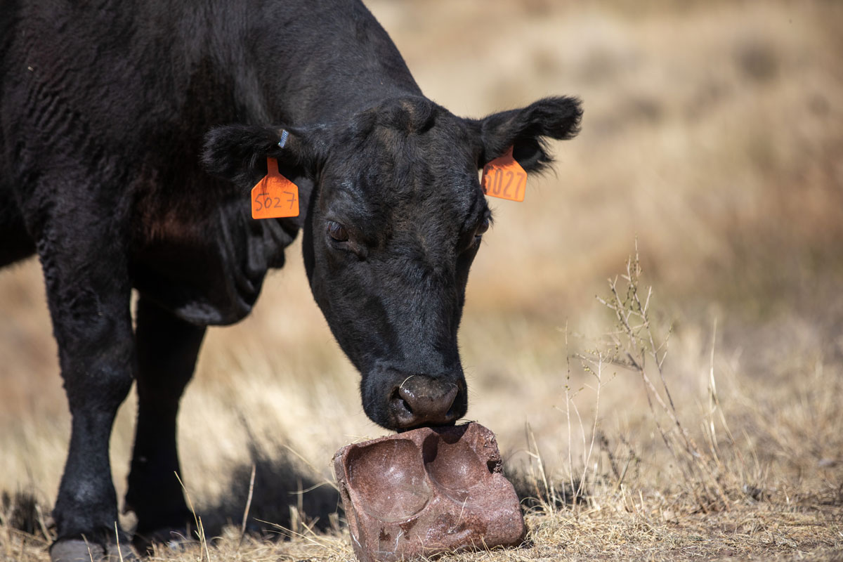 cow licking mineral block