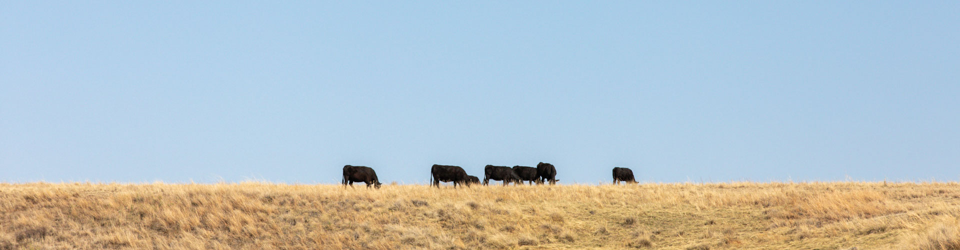 cows grazing in a drought