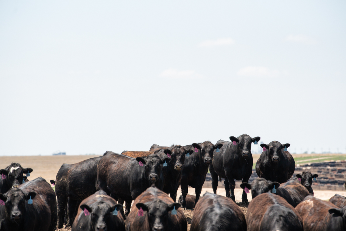 Angus steers on a dirt mound in feedyard