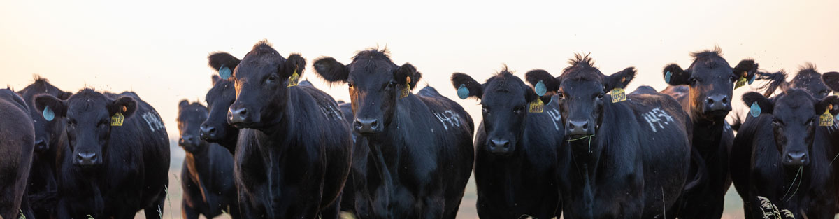 Angus cow at sunset