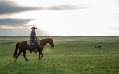 Sysco and Certified Angus Beef Announce Partnership to Enhance Animal Welfare and Beef Sustainability