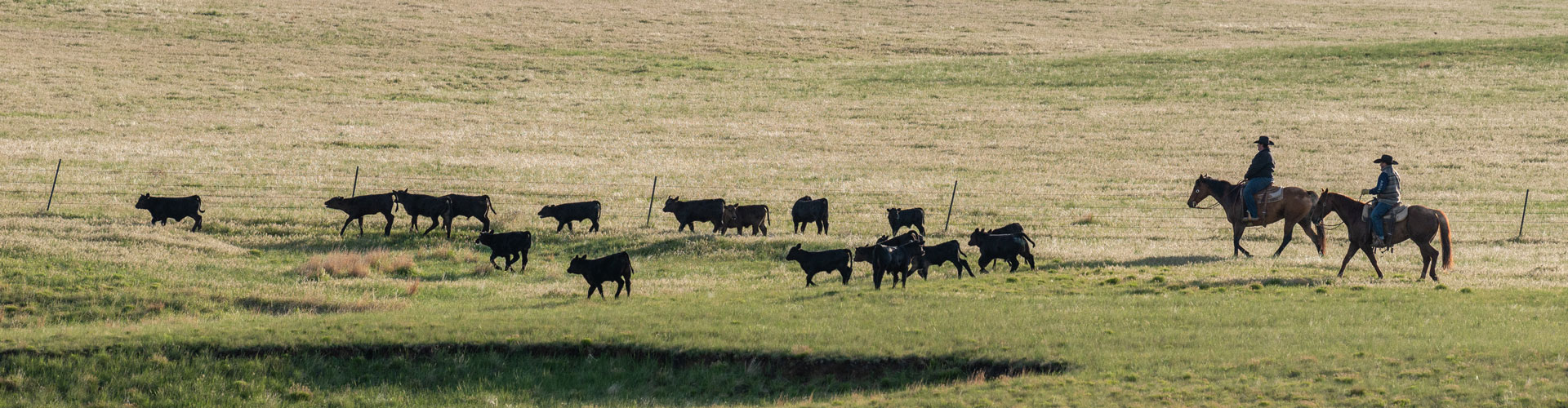 Bootheel 7 Livestock cattle drive