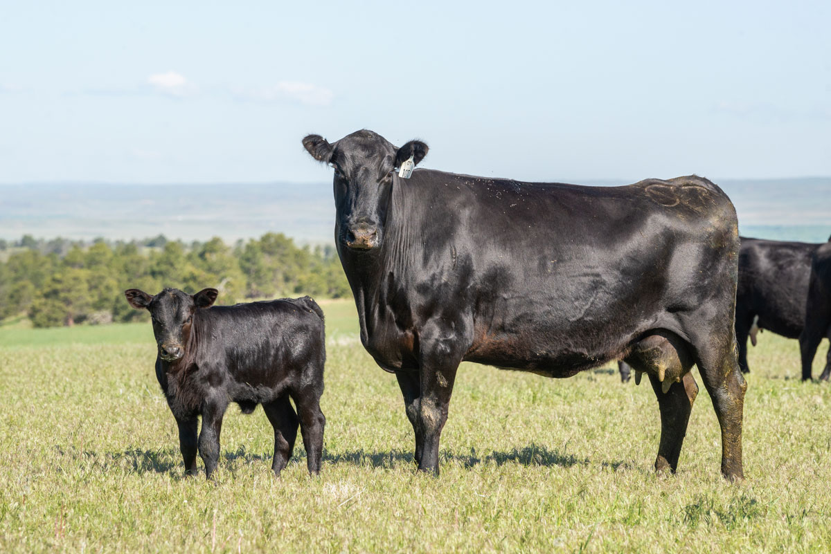 Bootheel 7 Livestock cow-calf pair