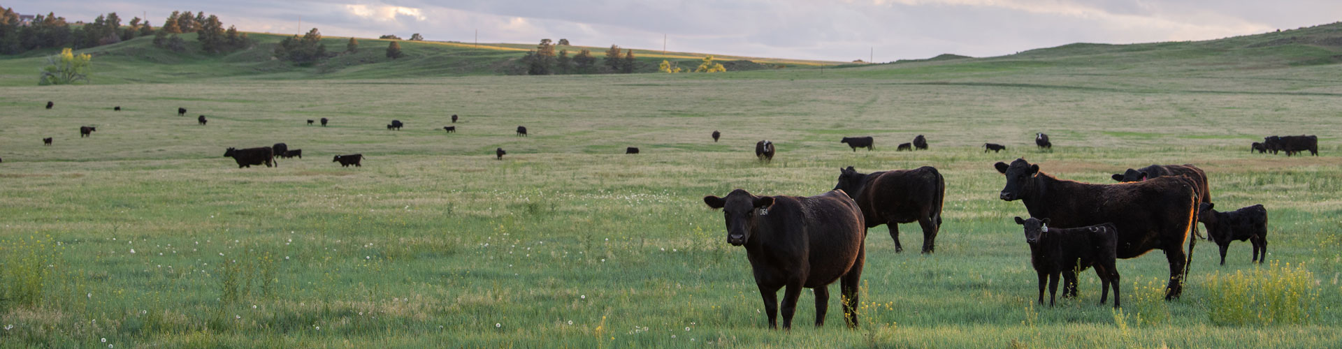 cows on pasture 