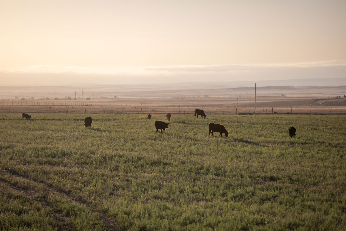 cattle in New Mexico at Buffalo Creek Ranch