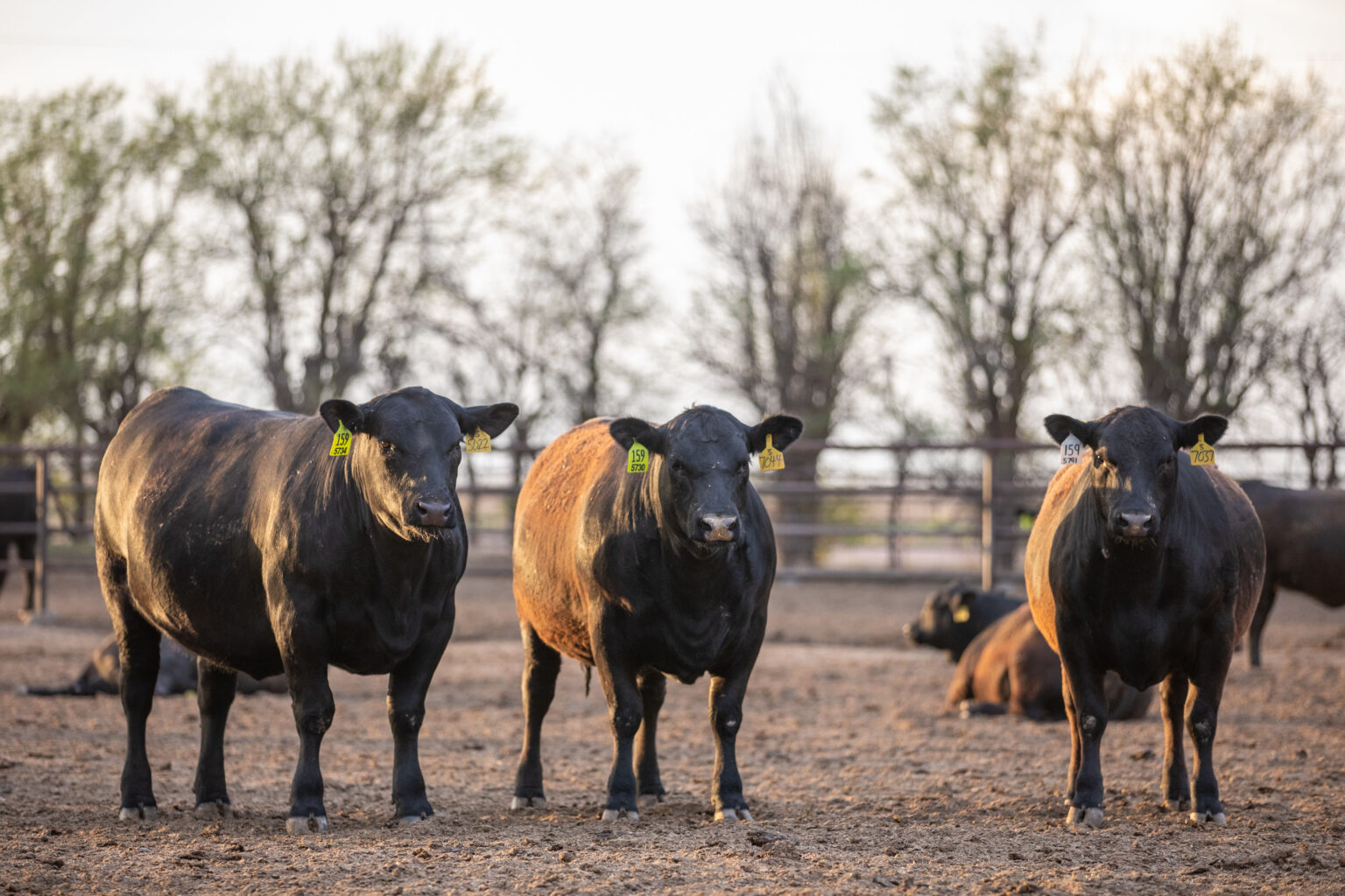 Taste Drives Demand and Profit CAB Cattle