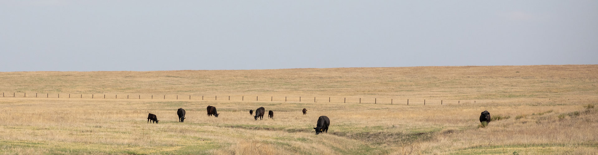 Larson Angus Ranch