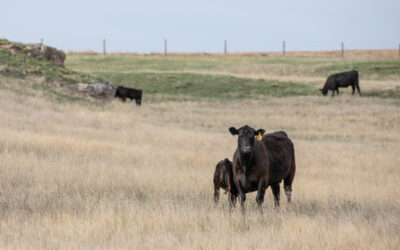 Price Speaks Volumes