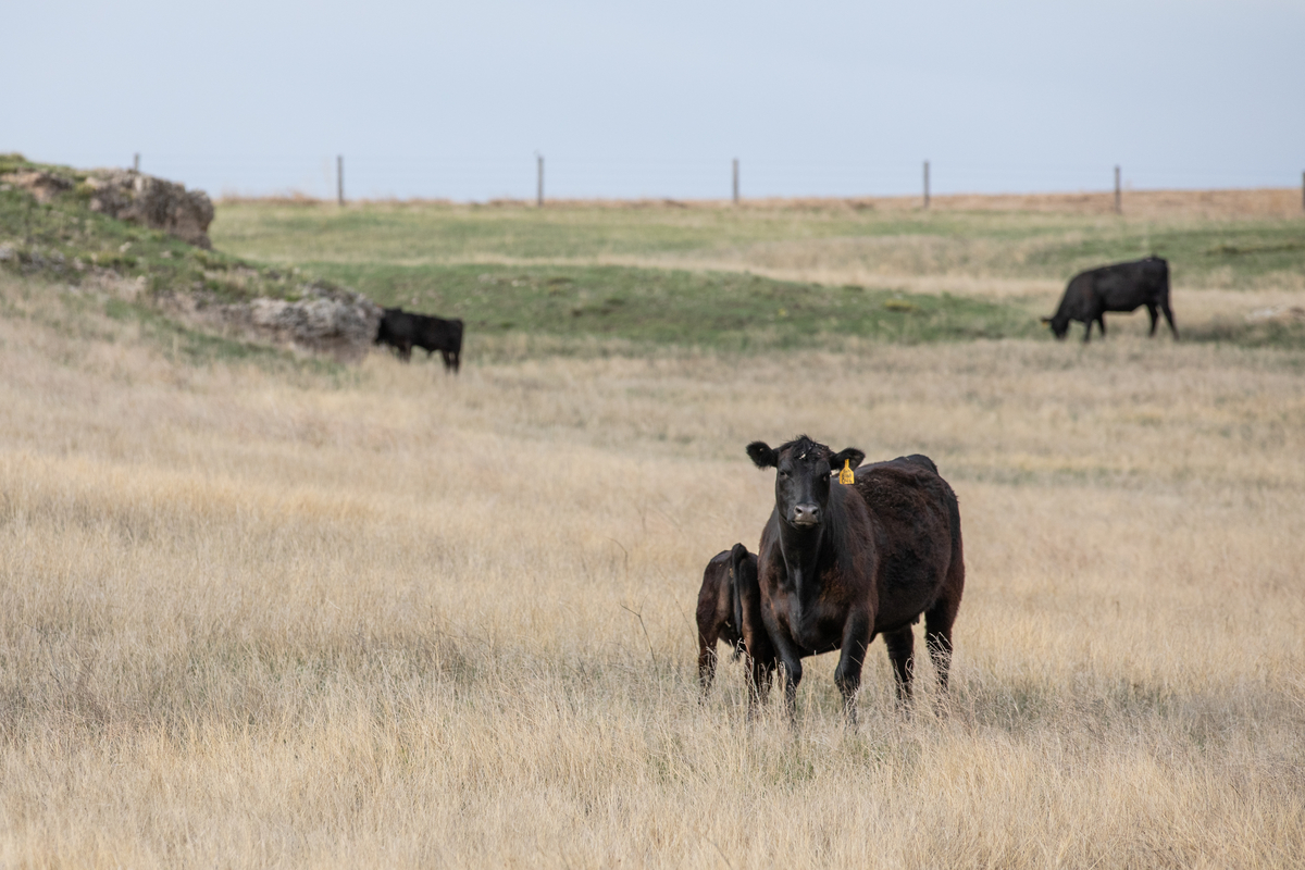 Price Speaks Volumes