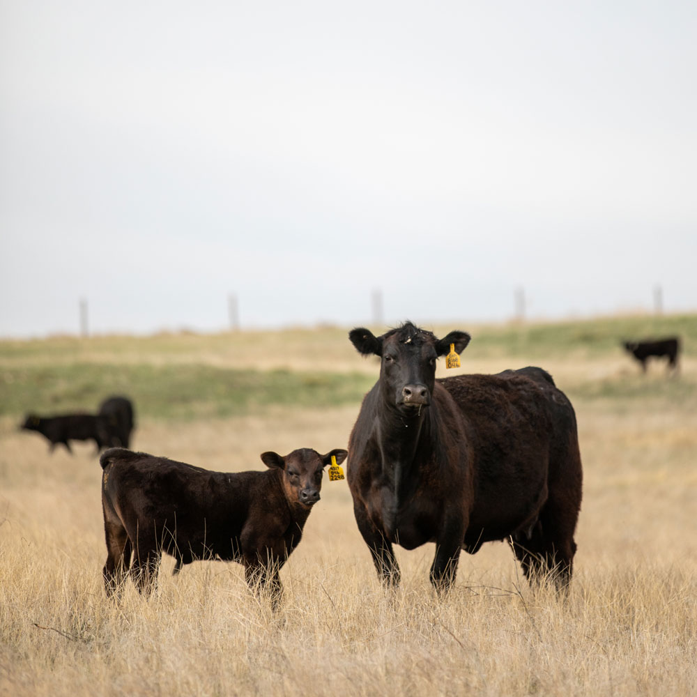 Larson Angus Ranch cow-calf pair