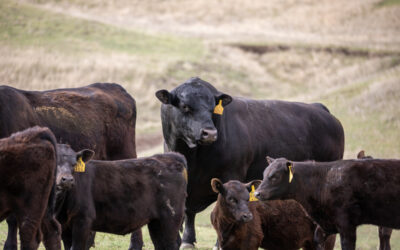 From Decline to Dominance