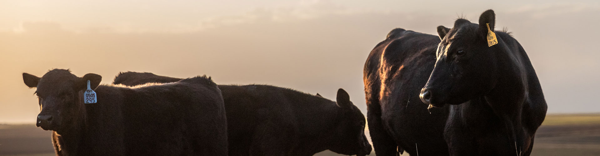 Angus cow at sunset