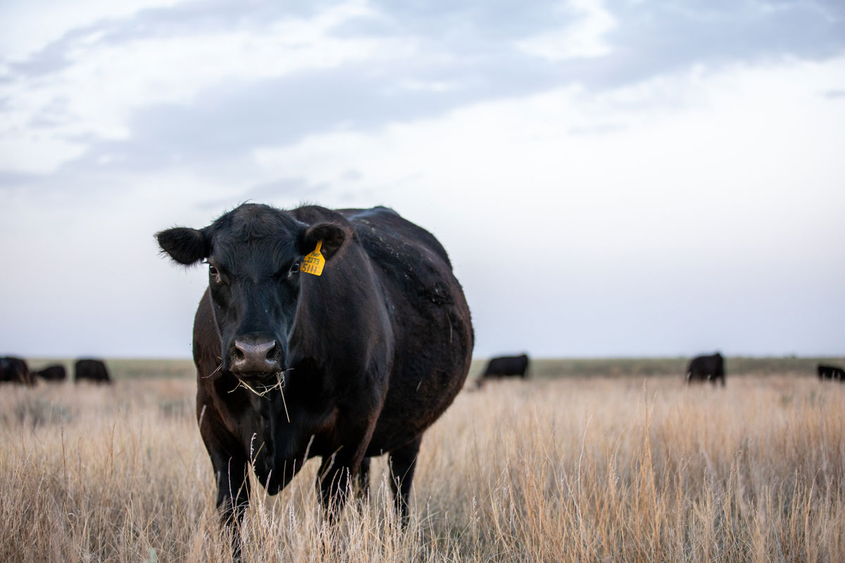 Angus cow