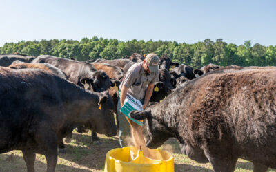 You, Your Cows and Their Feed