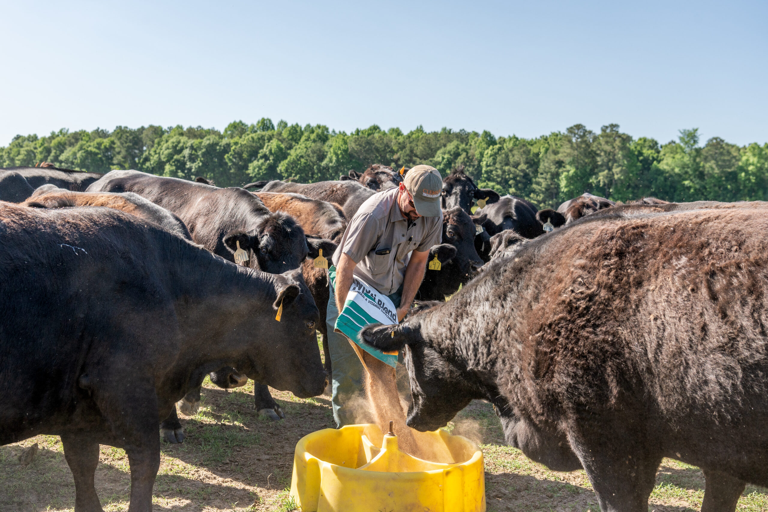 You, Your Cows and Their Feed