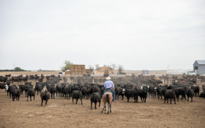 Cattlemen Will Continue to Reap Quality Rewards in 2023