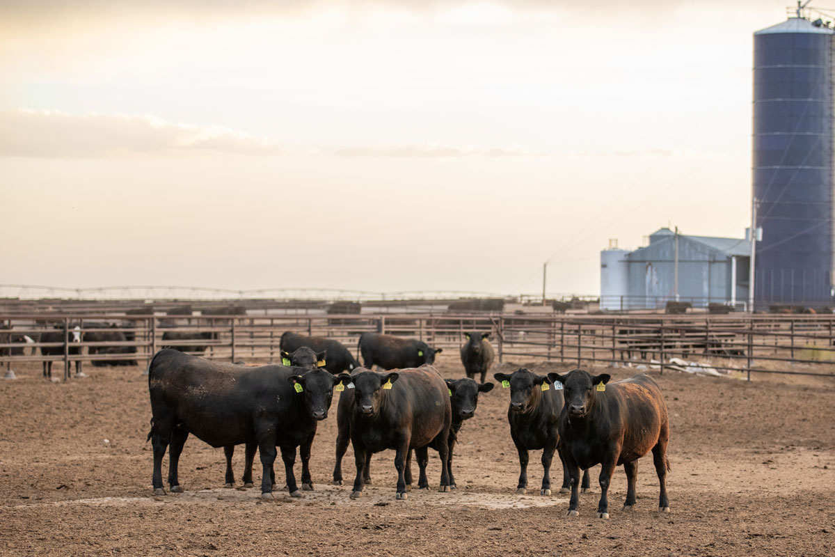 Demand for Premium Quality Beef High, Supply Showing Improvement