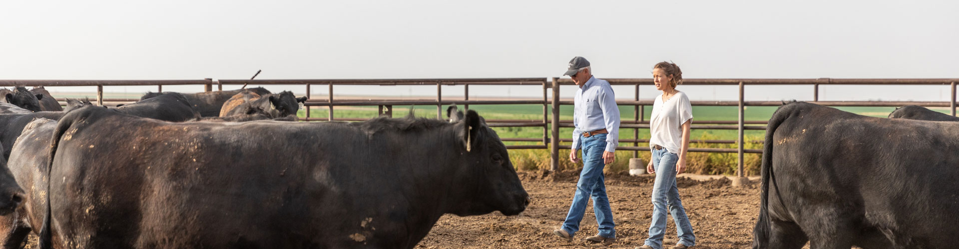 Dangers of old and untended barbed wire fencing - Progressive Cattle