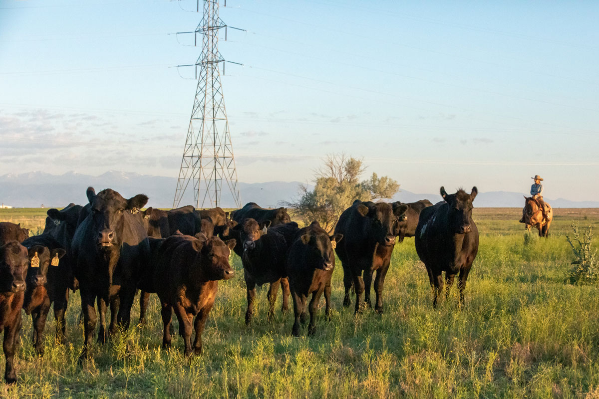 Angus cows in Colorado