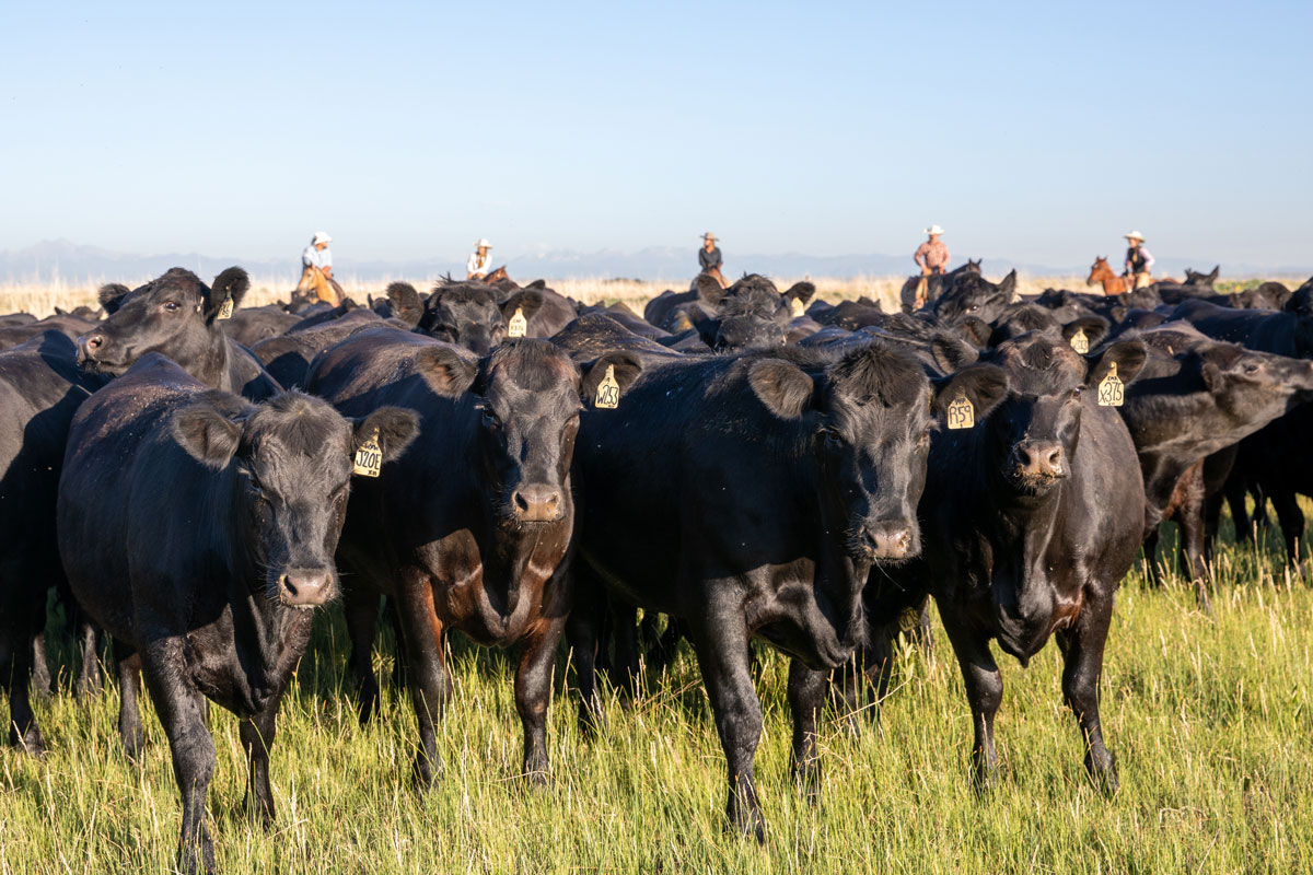 Angus cows 