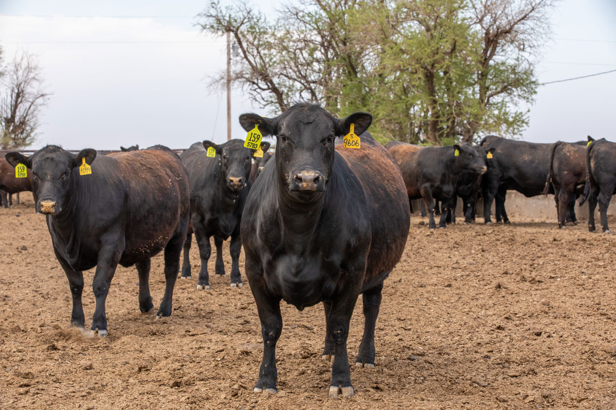 fat heifer in a feedyard