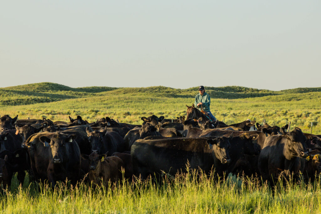 Ashley Bruner with Dakota Angus