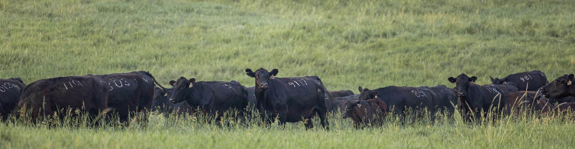 Wendell Livestock herd