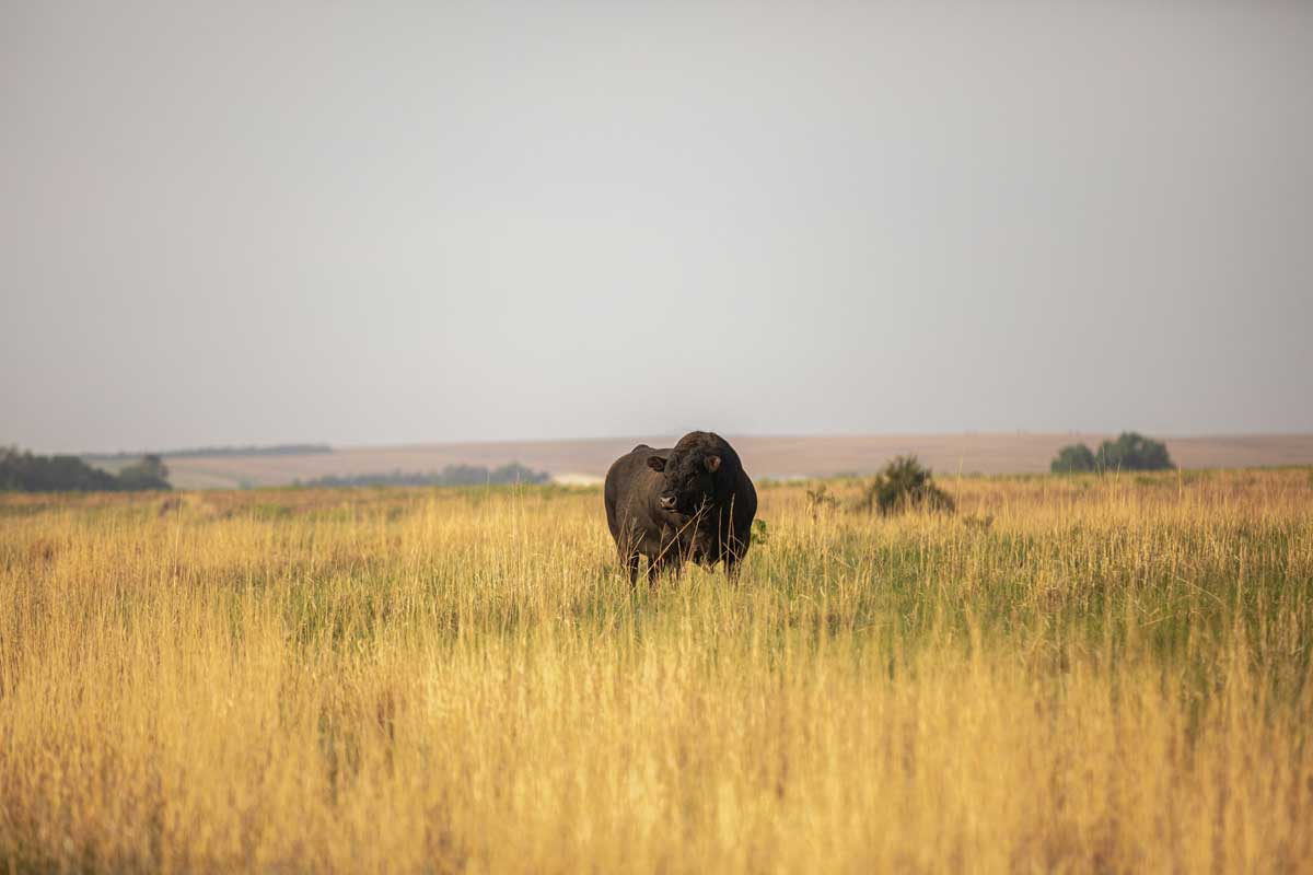 mature Angus bull in a pasture
