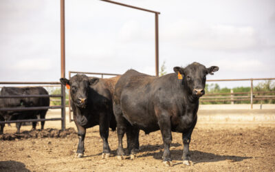 Misaligned Cattle Markets and Record-high Carcass Weights