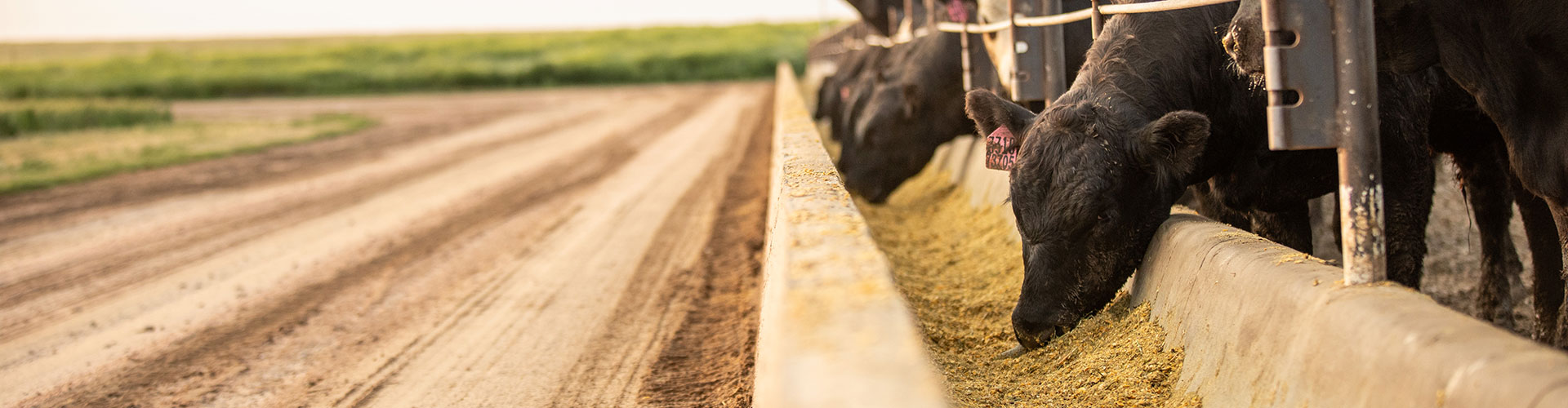 steer at the bunk in a feedyard