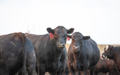 Utilization Key to Prime Success