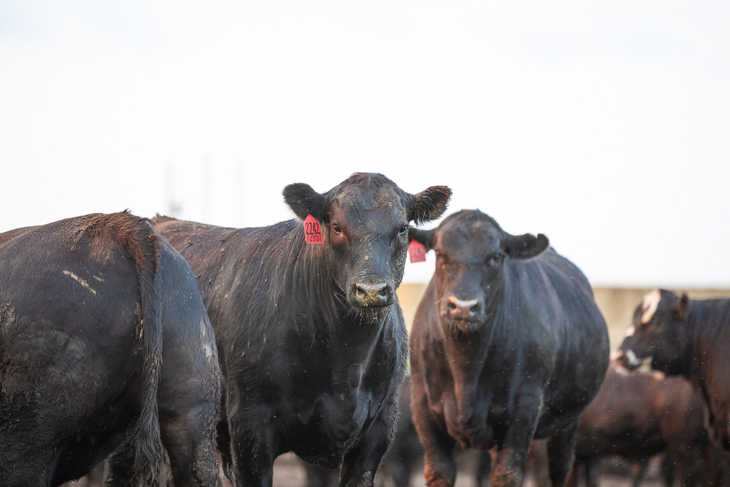 Utilization Key to Prime Success