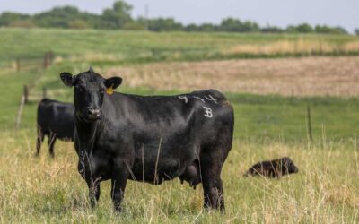 Promising Quality in Angus