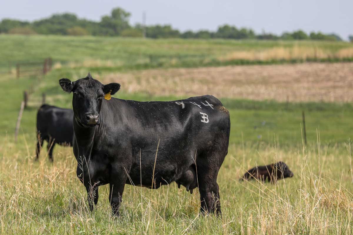 Angus cow in a pasture