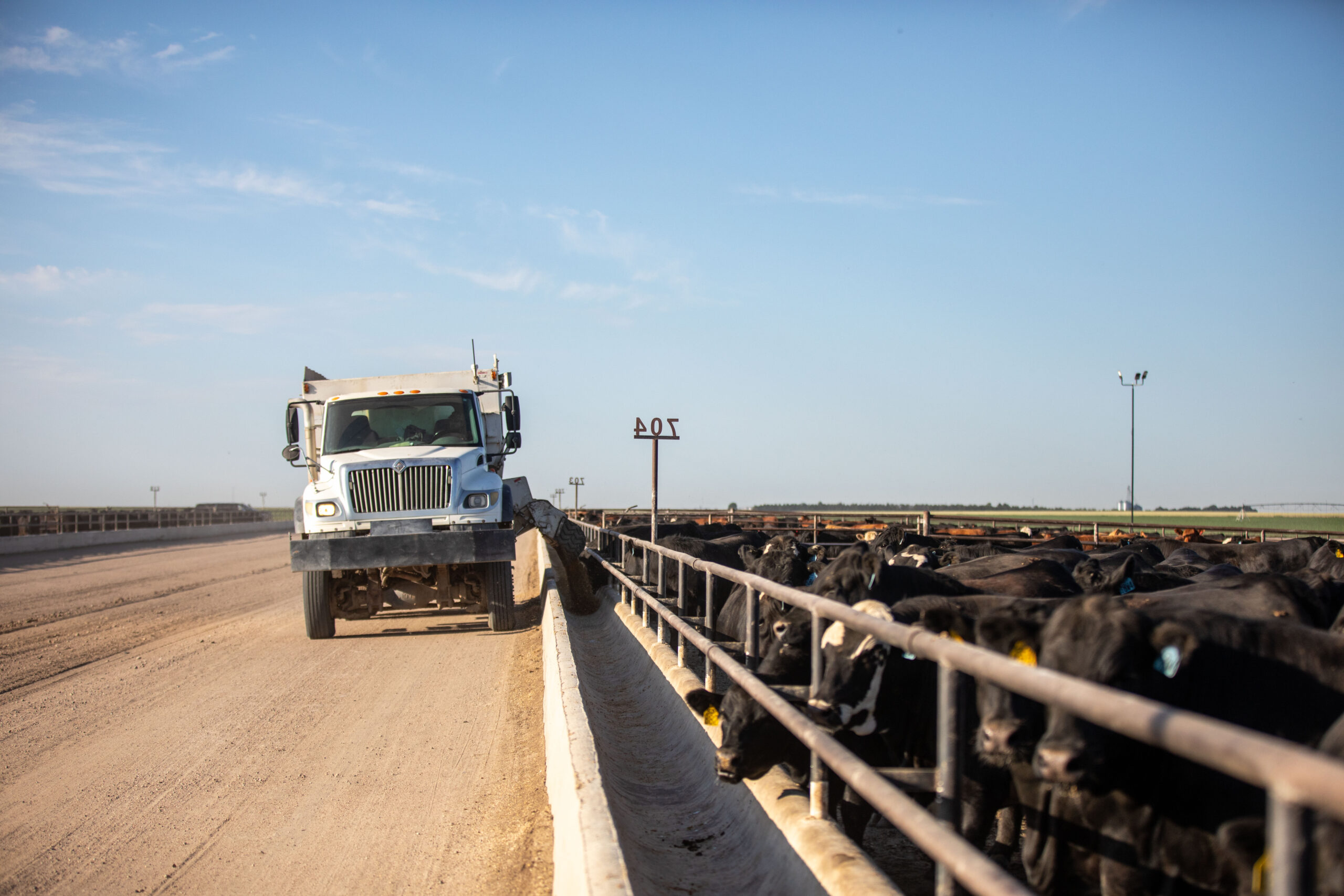 feed truck in a feedyard