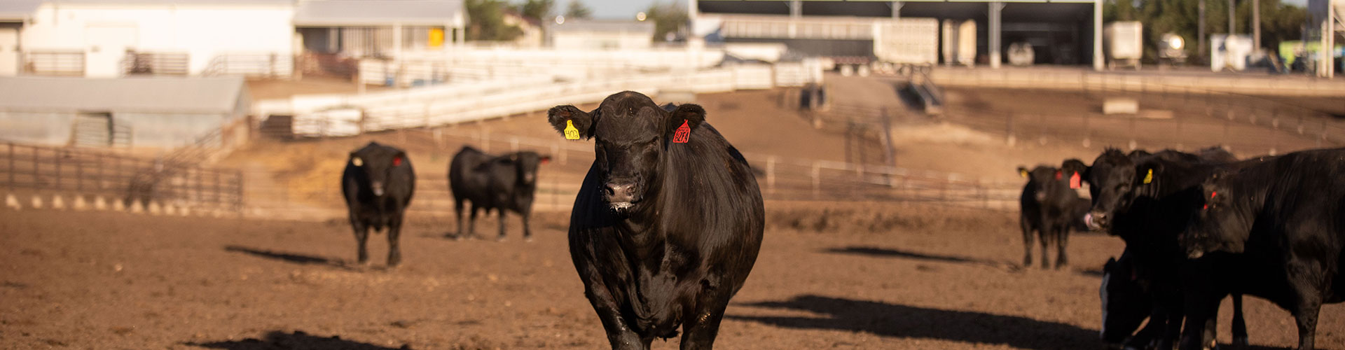24-20308_KS_MLB-7453-header Angus steer in feedyard