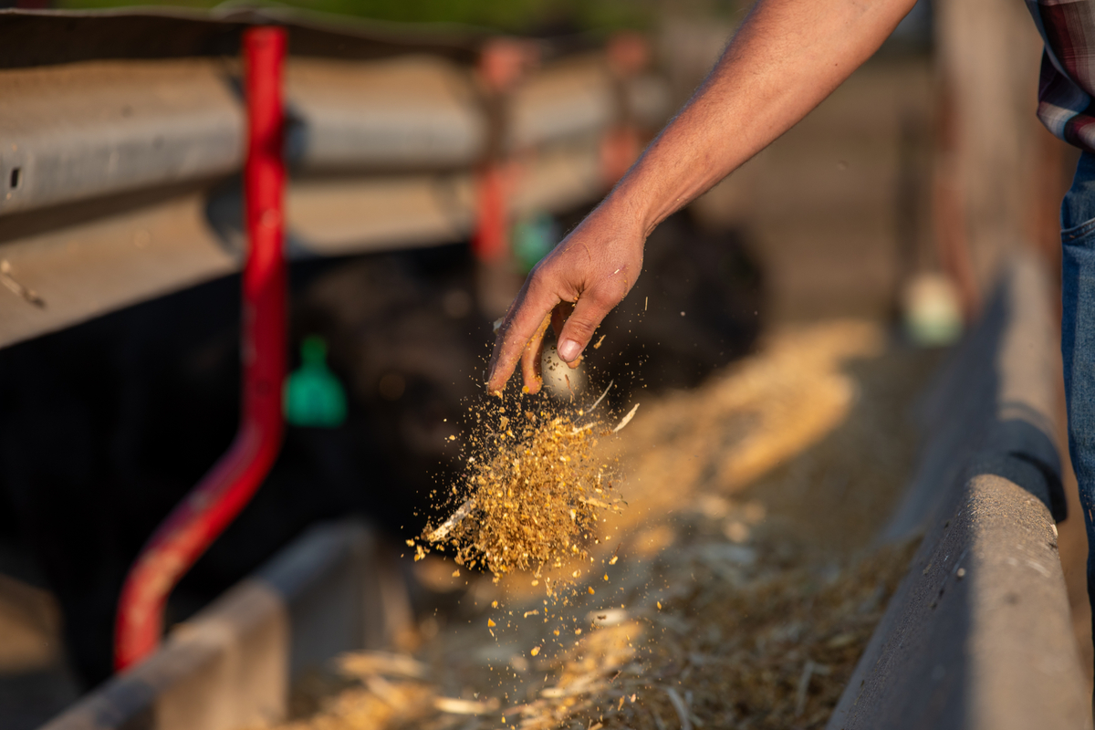man's hand dropping cattle feed into bunk