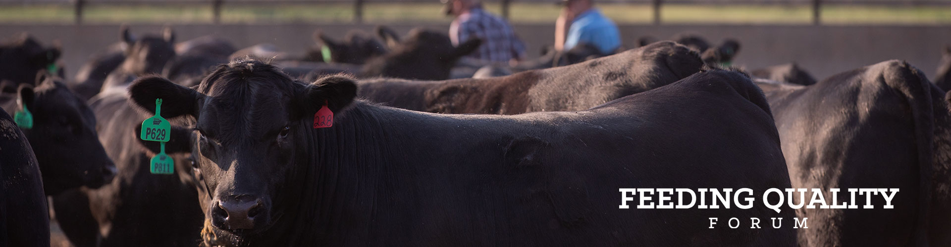 25-21680-4K-Cattle-Knobloch-Feedyard-C2E-KRS-1849-header Angus steer with Feeding Quality Forum watermark