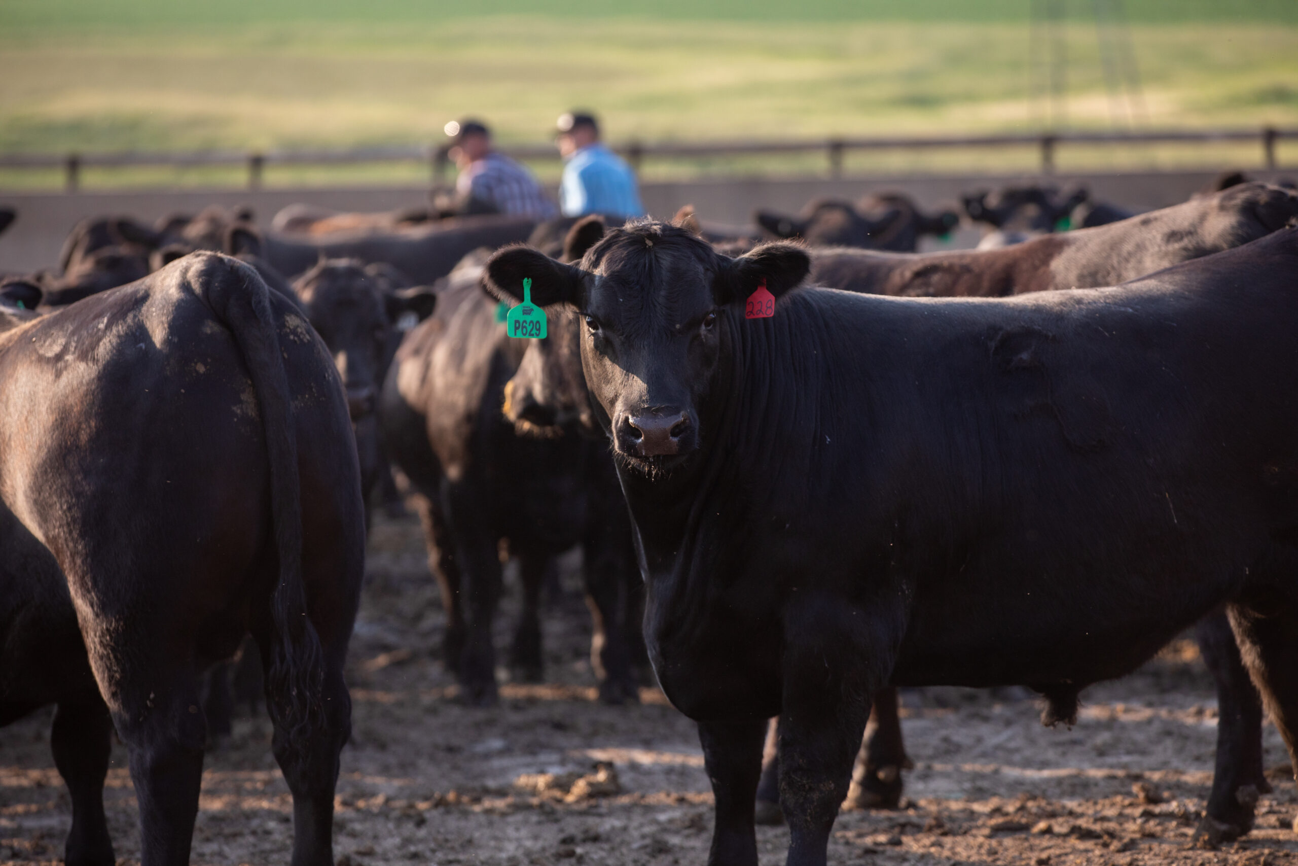 Angus cattle in Minnesota feedyard