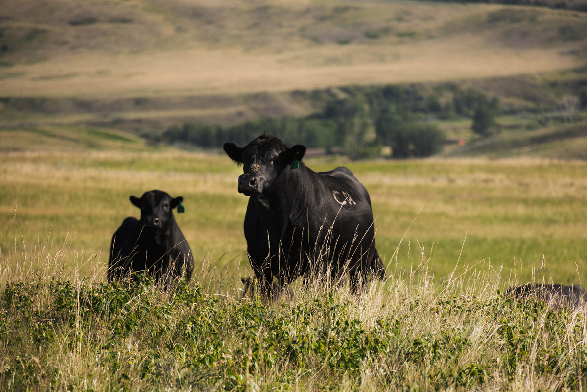 Angus bull in Canada