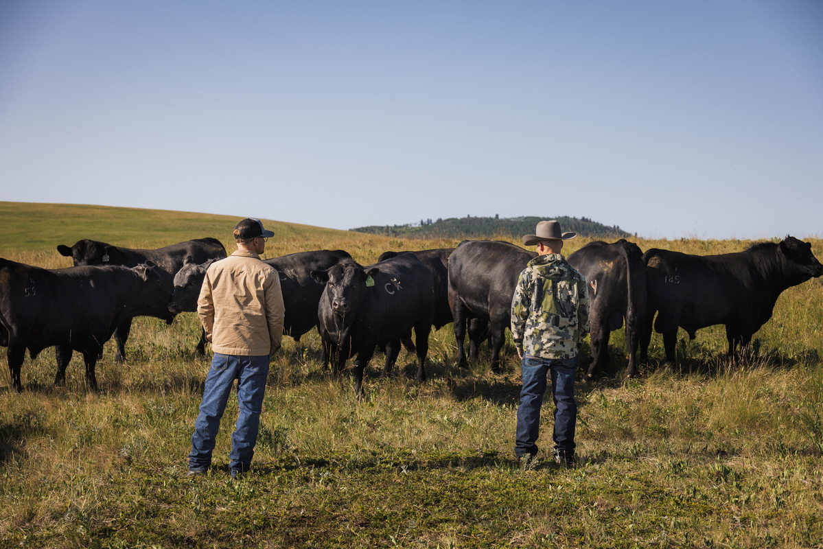 Ranchers looking at their cattle in a pasture