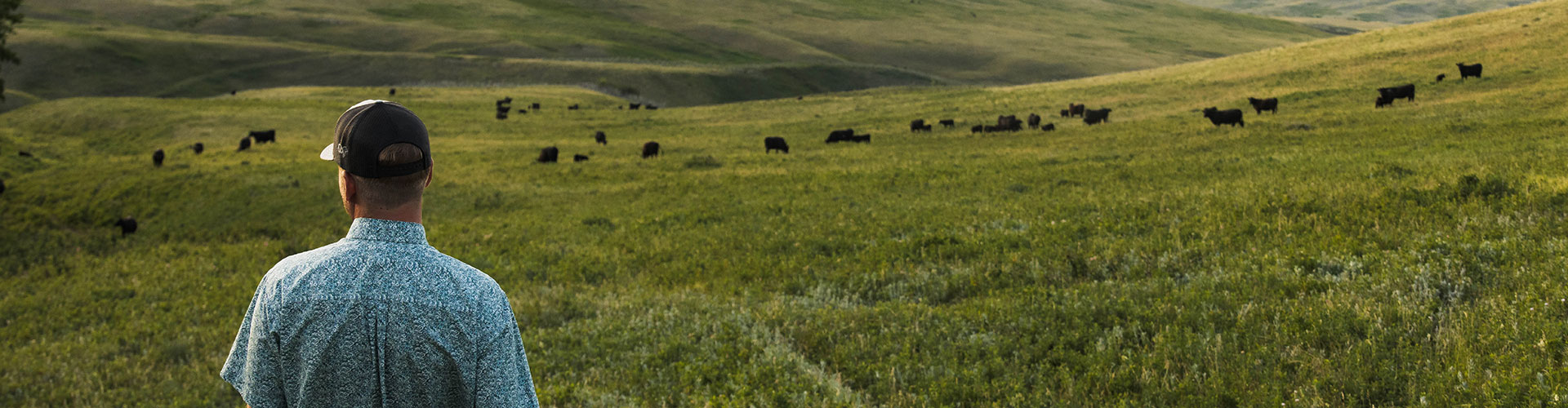 25-21684_CrossCattleCompany_CanadaC2E_CW-8_header rancher looking at cattle in a valley grazing
