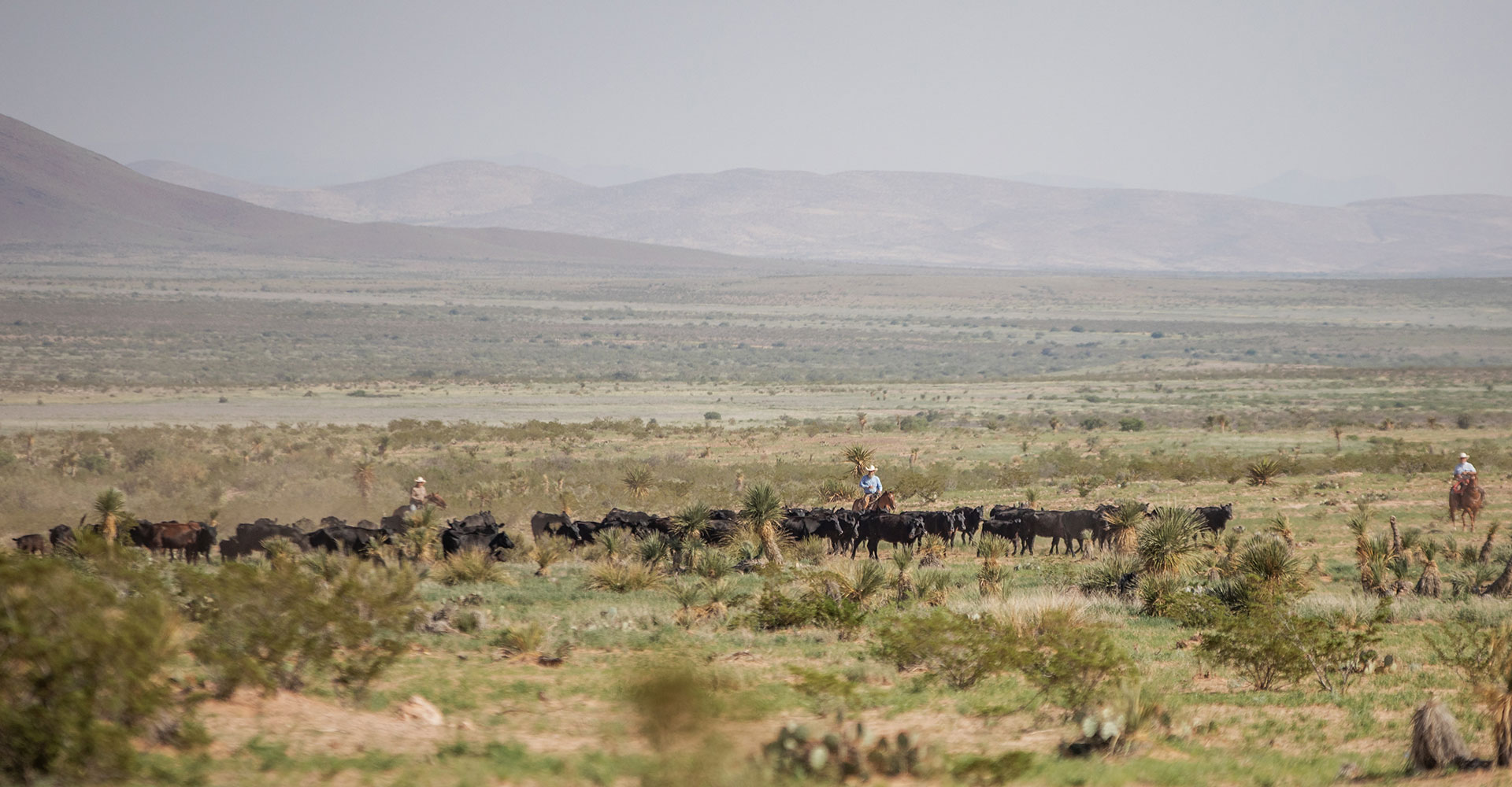 cowsboys trailing cows in south Texas