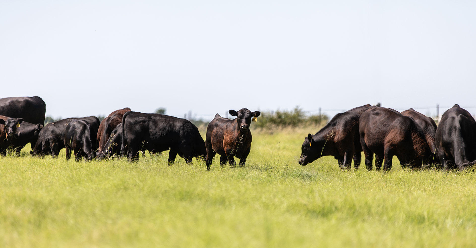 calf standing in grass 