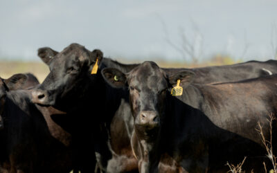 The Capstone Approach to Modern Cattle Feeding