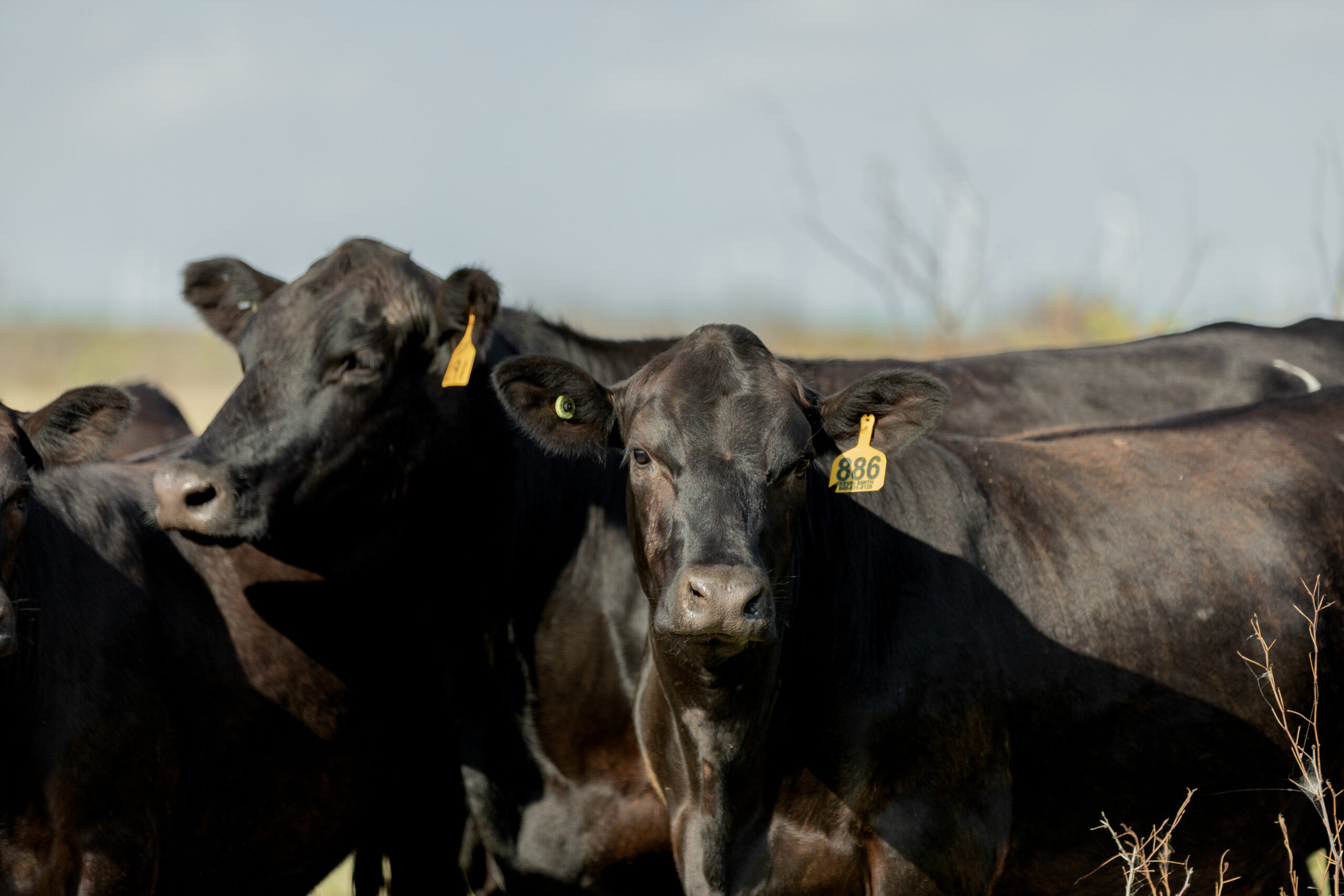 The Capstone Approach to Modern Cattle Feeding