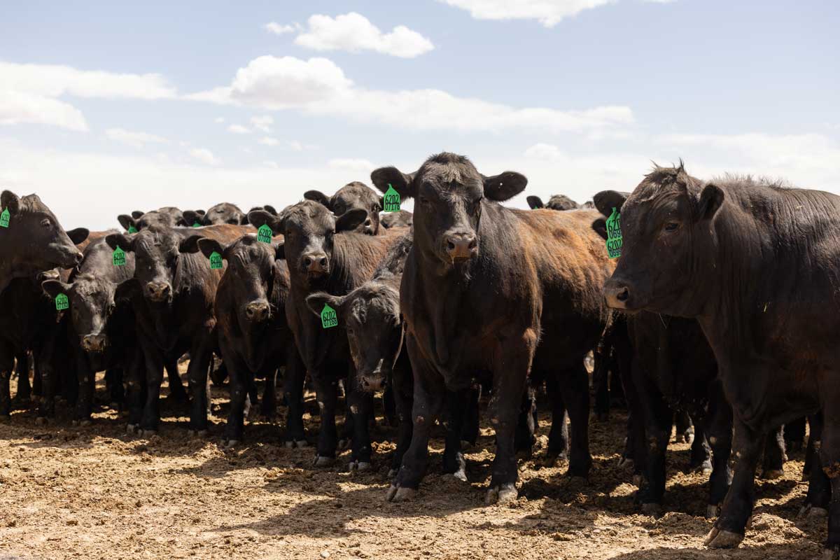 Angus feedyard cattle
