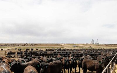 Seasonal Carcass Impacts